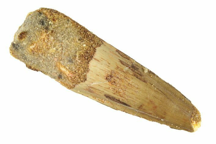 Fossil Spinosaurus Tooth - Real Dinosaur Tooth #268314